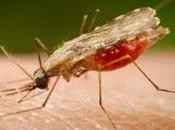 nueva alianza contra malaria Twitter