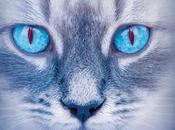 gatos guerreros Claro luna