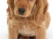 cosas esenciales sobre perros Cocker Spaniel